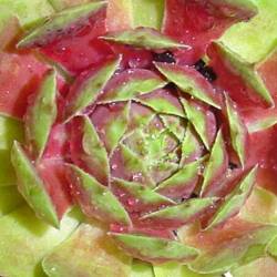 Sempervivum - Dachwurz - Hauswurz